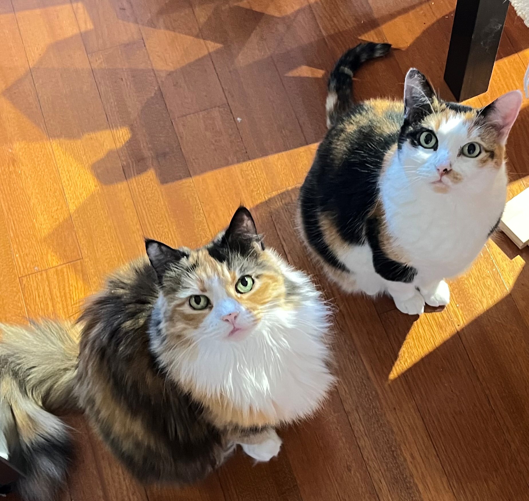 Two calico cats look up expectantly at the camera.